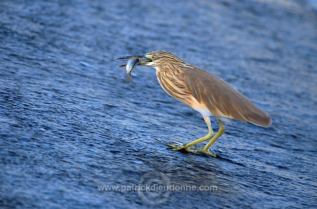 Squacco Heron  (Ardeola ralloides) - Heron crabier  11072