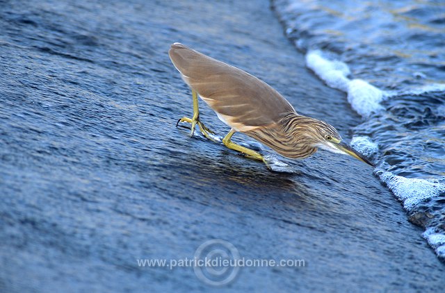 Squacco Heron  (Ardeola ralloides) - Heron crabier  11073