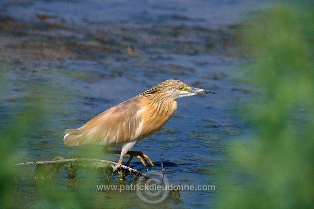 Squacco Heron (Ardeola ralloides) - Heron crabier - 20301