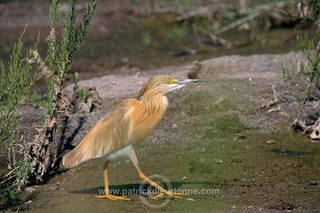 Squacco Heron (Ardeola ralloides) - Heron crabier - 20302