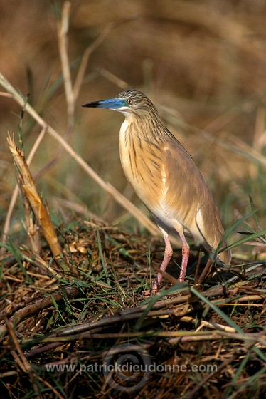 Squacco Heron (Ardeola ralloides) - Heron crabier - 20303