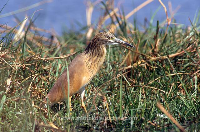 Squacco Heron (Ardeola ralloides) - Heron crabier - 20304
