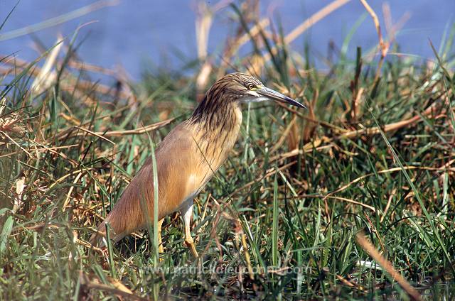 Squacco Heron (Ardeola ralloides) - Heron crabier - 20304