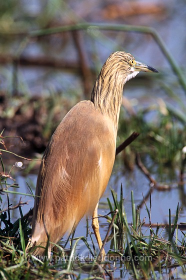 Squacco Heron (Ardeola ralloides) - Heron crabier - 20306