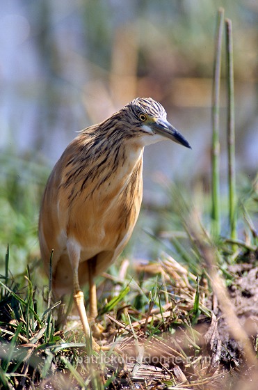 Squacco Heron (Ardeola ralloides) - Heron crabier - 20307