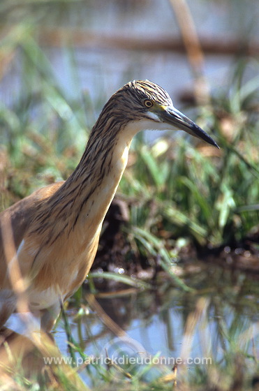 Squacco Heron (Ardeola ralloides) - Heron crabier - 20308