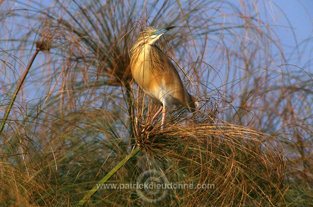 Squacco Heron (Ardeola ralloides) - Heron crabier - 20309