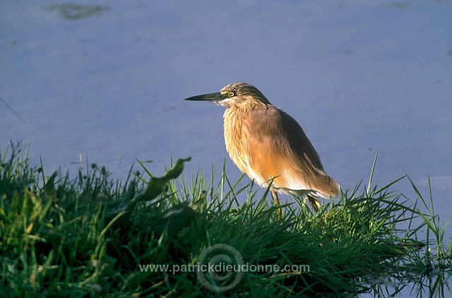 Squacco Heron (Ardeola ralloides) - Heron crabier - 20310