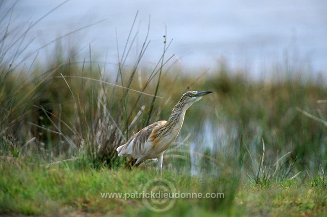 Squacco Heron (Ardeola ralloides) - Heron crabier - 20311