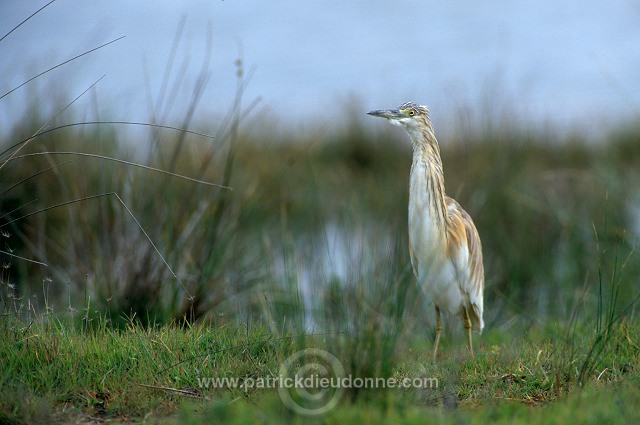 Squacco Heron (Ardeola ralloides) - Heron crabier - 20312