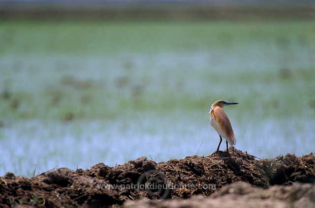 Squacco Heron (Ardeola ralloides) - Heron crabier - 20313