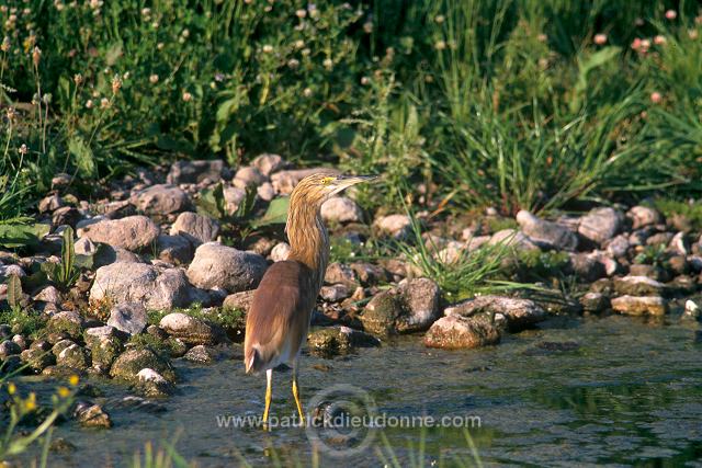 Squacco Heron (Ardeola ralloides) - Heron crabier - 20314