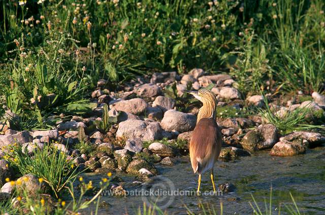 Squacco Heron (Ardeola ralloides) - Heron crabier - 20315