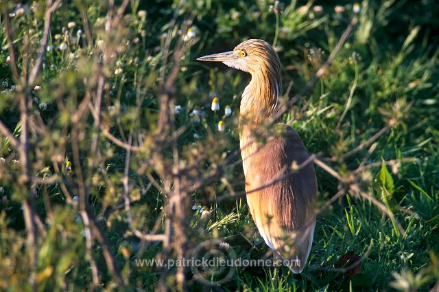 Squacco Heron (Ardeola ralloides) - Heron crabier - 20316