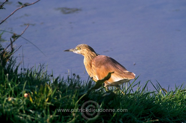 Squacco Heron (Ardeola ralloides) - Heron crabier - 20317