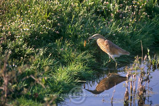 Squacco Heron (Ardeola ralloides) - Heron crabier - 20318