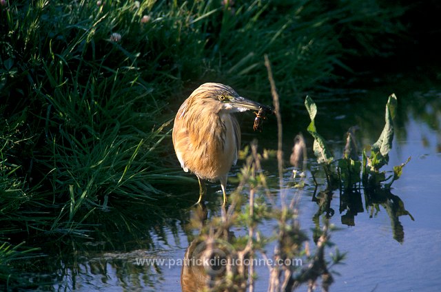 Squacco Heron (Ardeola ralloides) - Heron crabier - 20319