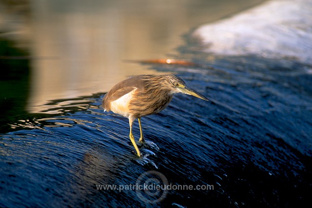 Squacco Heron (Ardeola ralloides) - Heron crabier - 20320