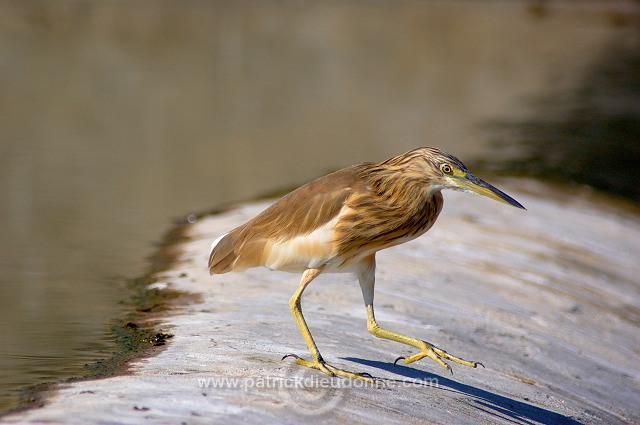 Squacco Heron  (Ardeola ralloides) - Heron crabier - 20431