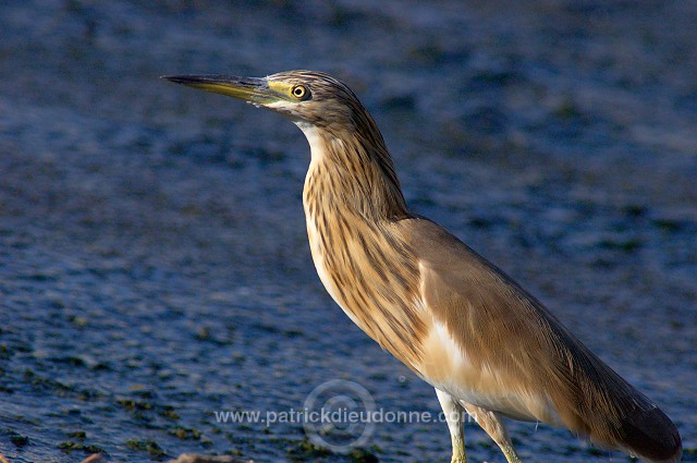 Squacco Heron  (Ardeola ralloides) - Heron crabier - 20432