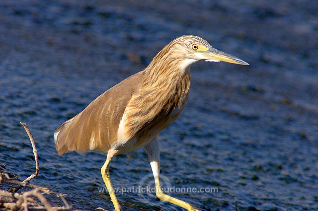 Squacco Heron  (Ardeola ralloides) - Heron crabier - 20433