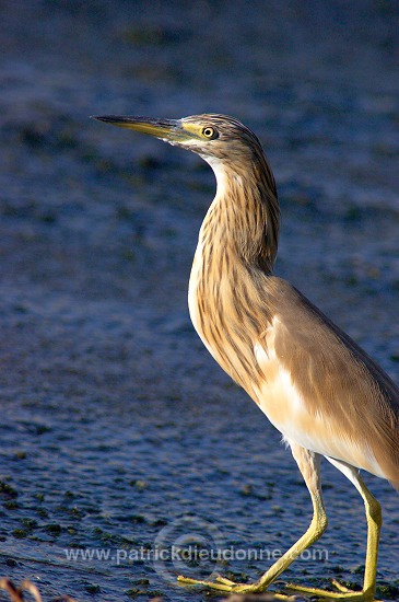 Squacco Heron  (Ardeola ralloides) - Heron crabier - 20434