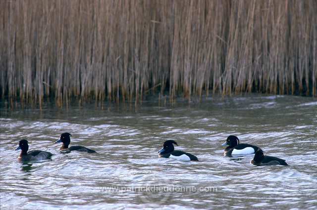 Tufted Duck (Aythya fuligula) - Fuligule morillon - 20456