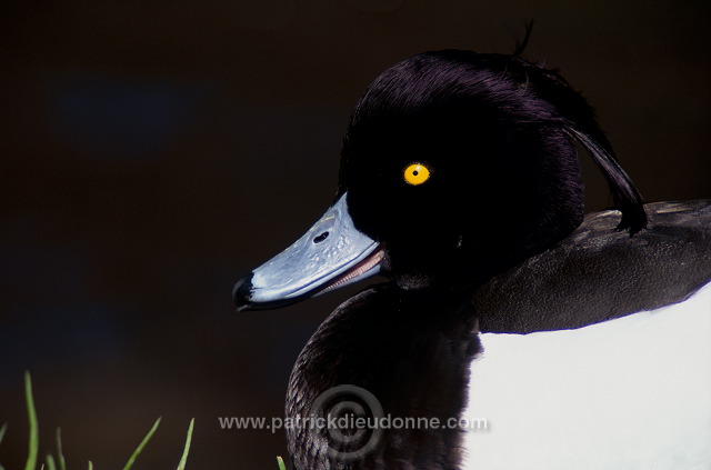 Tufted Duck (Aythya fuligula) - Fuligule morillon - 20454