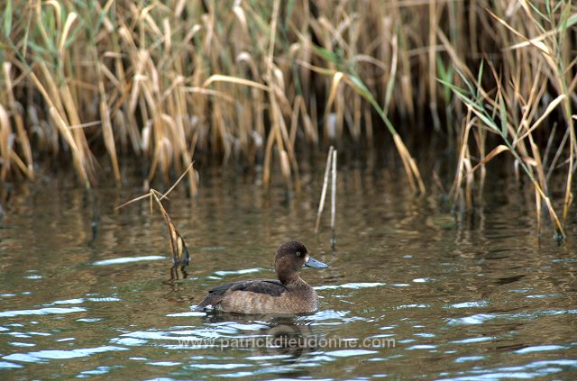 Tufted Duck (Aythya fuligula) - Fuligule morillon - 20455