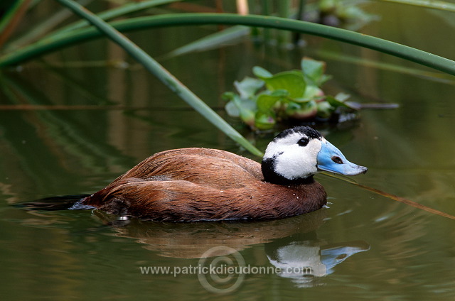 White-headed Duck (Oxyura leucocephala) - Erismature a tete blanche - 20457