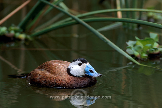 White-headed Duck (Oxyura leucocephala) - Erismature a tete blanche - 20458