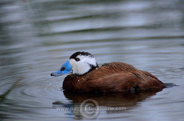 White-headed Duck (Oxyura leucocephala) - Erismature a tete blanche - 20459