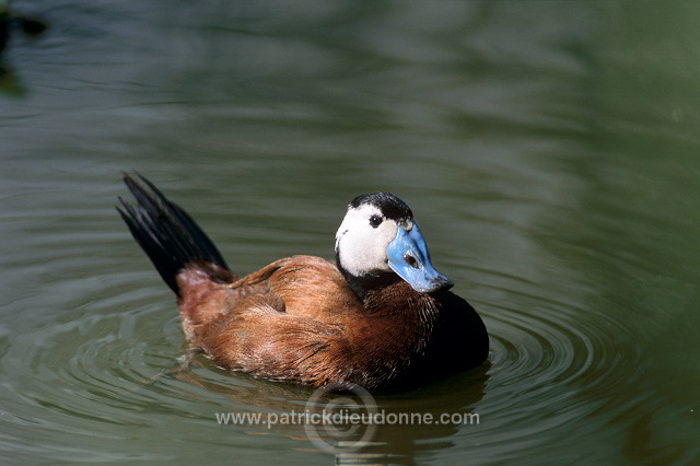 White-headed Duck (Oxyura leucocephala) - Erismature a tete blanche - 20460