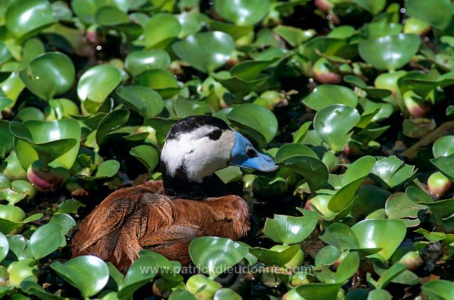 White-headed Duck (Oxyura leucocephala) - Erismature a tete blanche - 20461