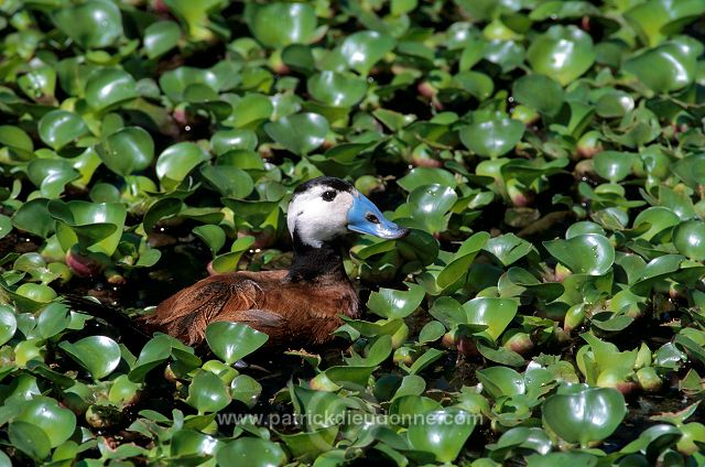 White-headed Duck (Oxyura leucocephala) - Erismature a tete blanche - 20462