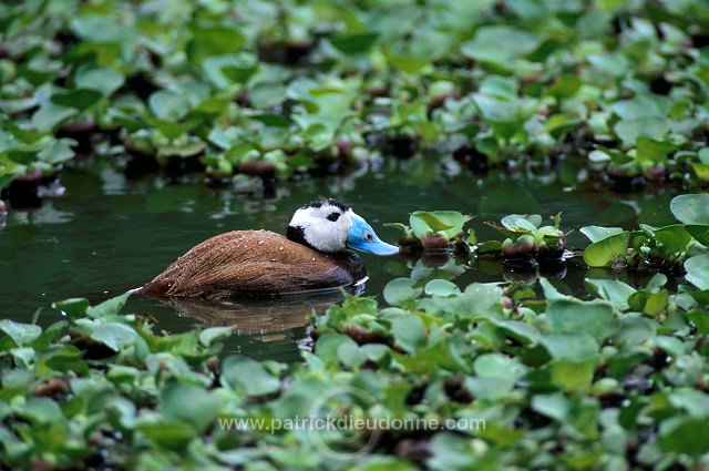 White-headed Duck (Oxyura leucocephala) - Erismature a tete blanche - 20463