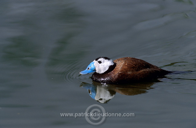 White-headed Duck (Oxyura leucocephala) - Erismature a tete blanche - 20464