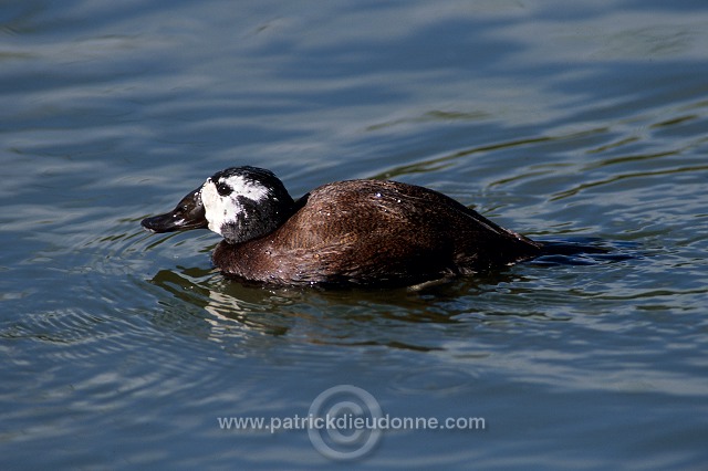 White-headed Duck (Oxyura leucocephala) - Erismature a tete blanche - 20465