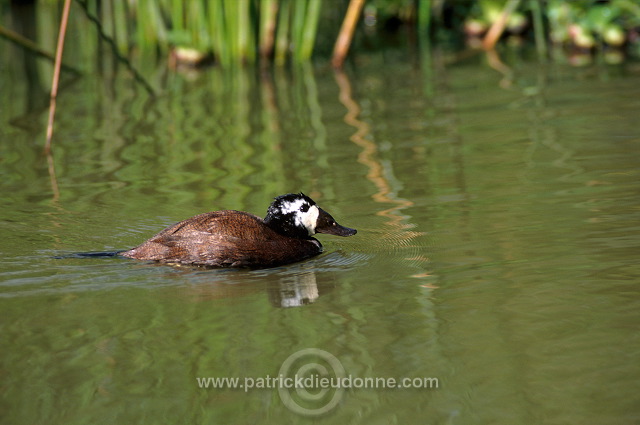 White-headed Duck (Oxyura leucocephala) - Erismature a tete blanche - 20466