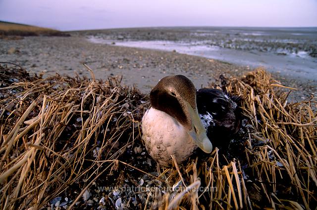 Eider (Somateria mollissima) - Eider a duvet -  20467