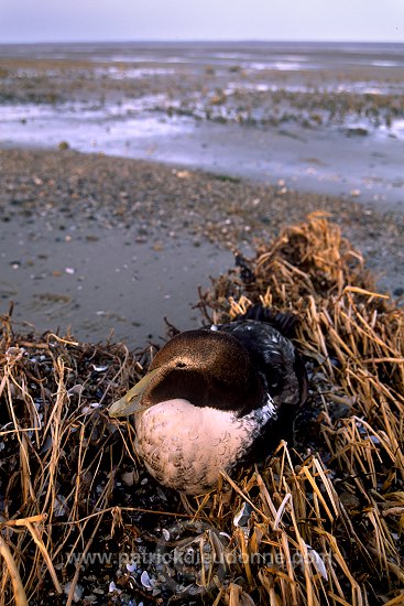 Eider (Somateria mollissima) - Eider a duvet -  20468