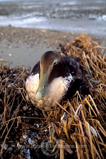 Eider (Somateria mollissima) - Eider a duvet -  20469