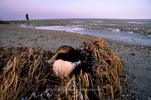 Eider (Somateria mollissima) - Eider a duvet -  20470