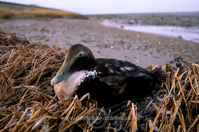 Eider (Somateria mollissima) - Eider a duvet -  20471