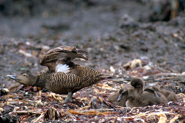 Eider (Somateria mollissima) - Eider a duvet -  20472