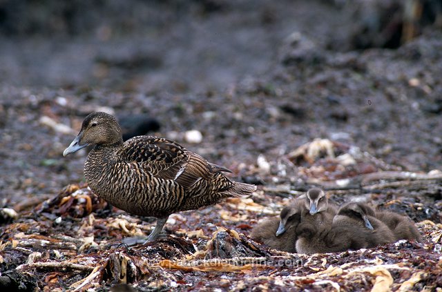 Eider (Somateria mollissima) - Eider a duvet - 20473