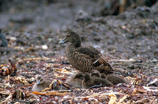 Eider (Somateria mollissima) - Eider a duvet - 20474