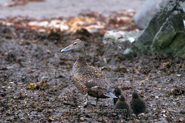 Eider (Somateria mollissima) - Eider a duvet - 20475