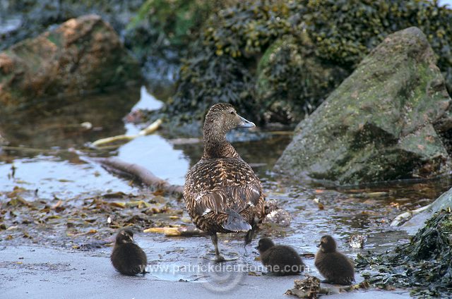 Eider (Somateria mollissima) - Eider a duvet - 20476