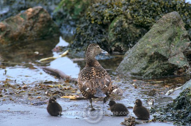 Eider (Somateria mollissima) - Eider a duvet - 20476